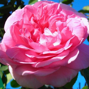 Ružičasta - Ruža - Ausbord - Narudžba ruža